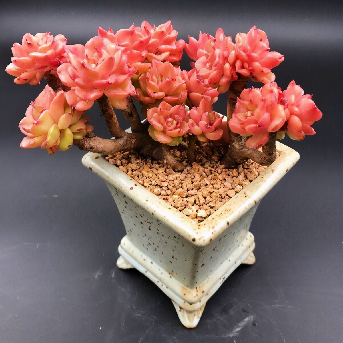 多肉容易养成老桩都有哪些品种,多肉老桩欣赏最新