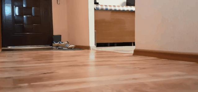 如何封印一只猫,怎么一招封印猫