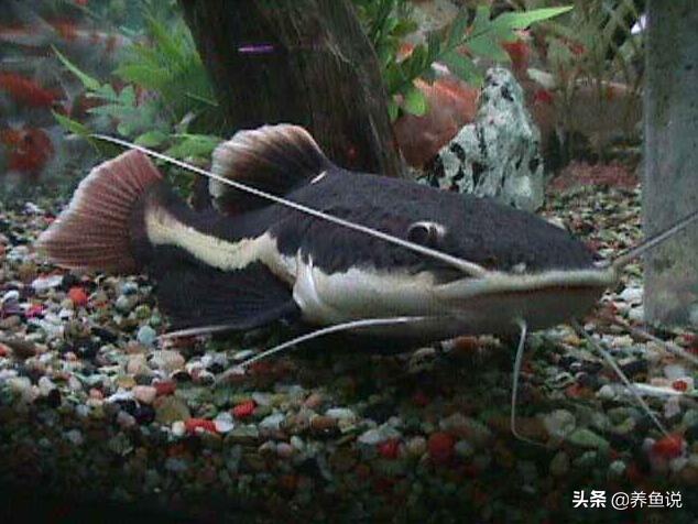 观赏鱼尾巴开叉怎么修复,观赏鱼尾巴开叉怎么办