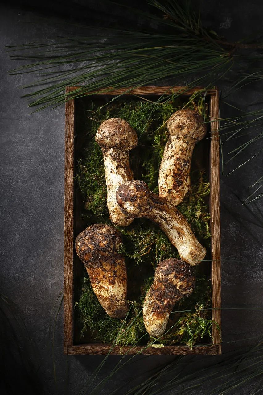 最新十大野生菌,野生菌陆续上市质优价稳