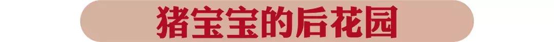 ¥300抵¥800花!年末巨狠福利来了,这还是我认识的小猪小牛吗?