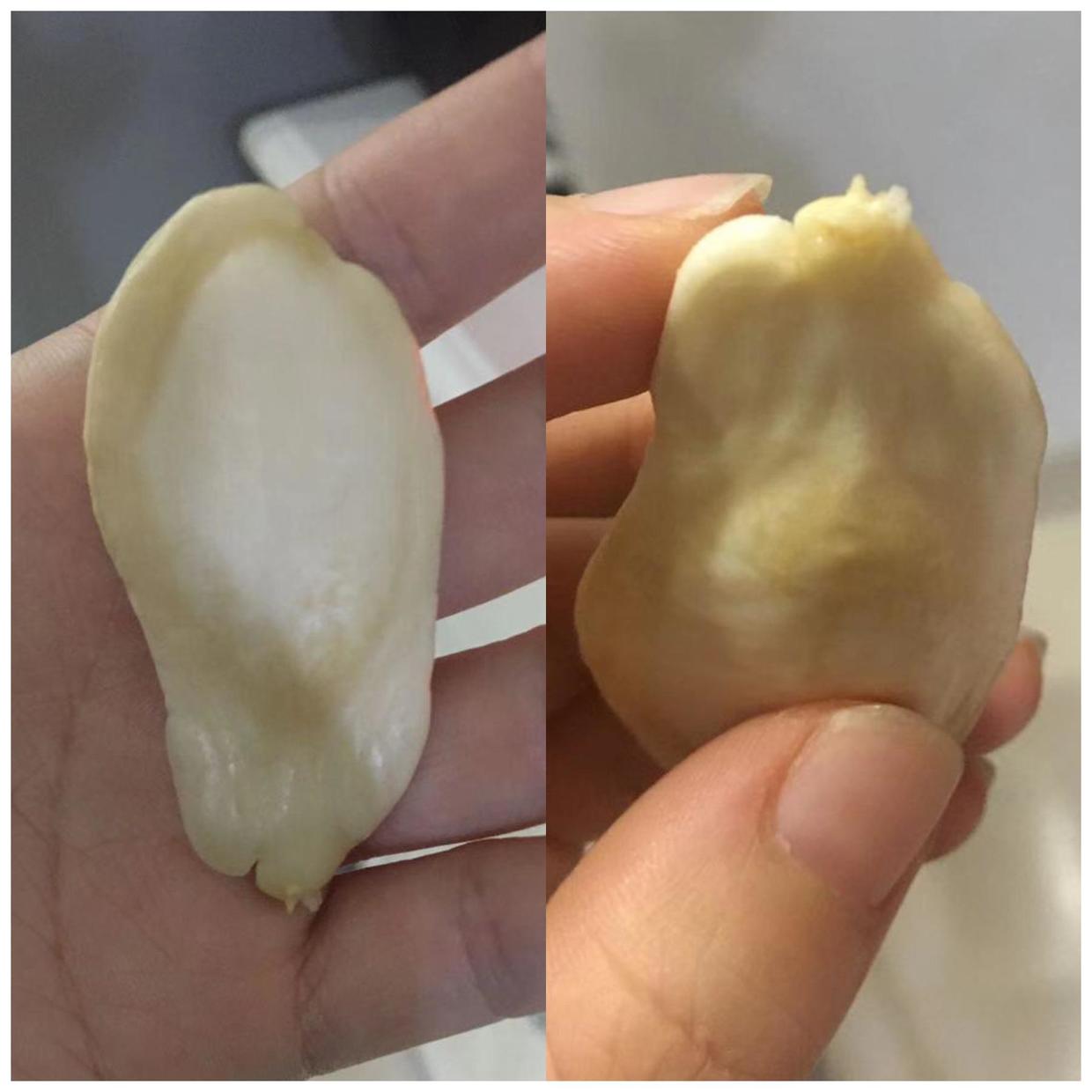 佛手瓜种子种植方法和时间,什么样的佛手瓜才能拿来做种子