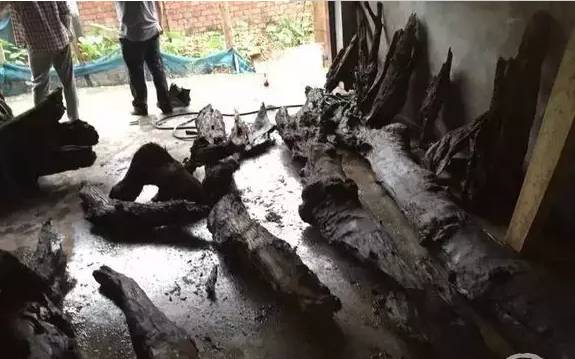 四川出土金丝楠阴沉木,金丝楠阴沉木出土现场