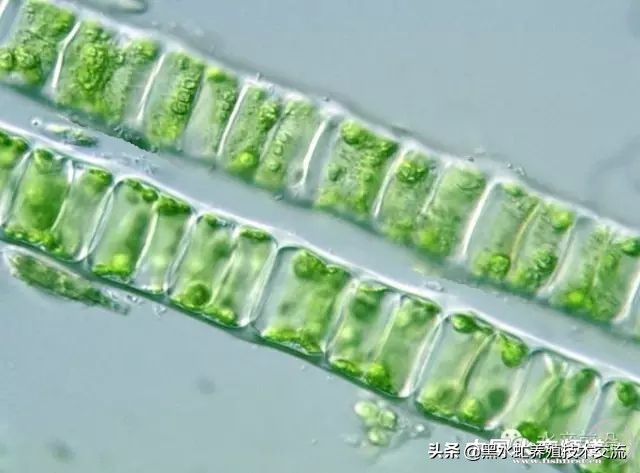 水产藻类大全图片,水产藻类知识大全