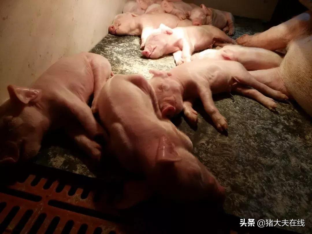 母猪子宫炎是什么意思,母猪发生子宫炎的常见原因有