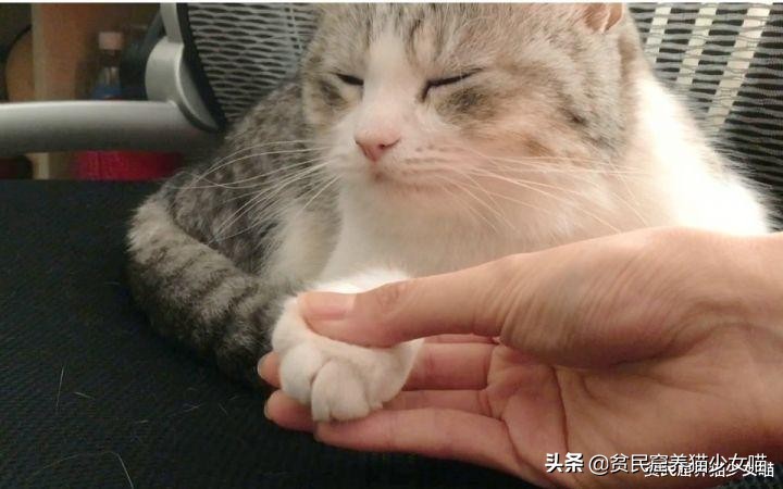强撸的猫不甜,这些撸猫手法让猫咪乖乖投降,收藏备查