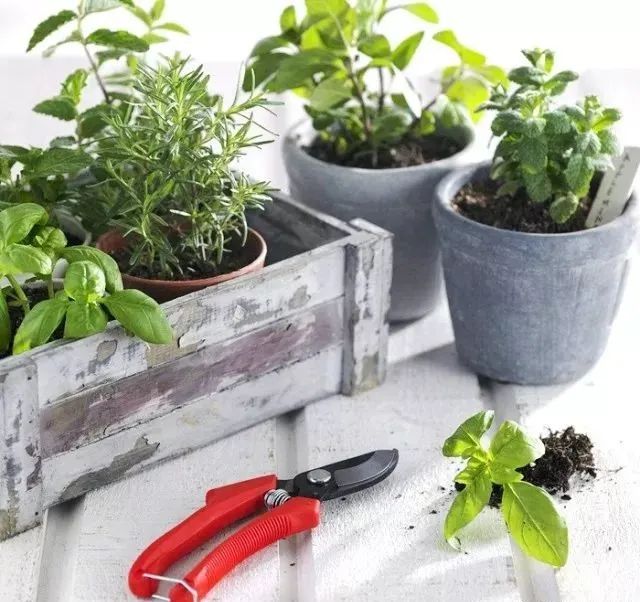 植物长虫子了怎么杀虫,植物长虫杀虫剂