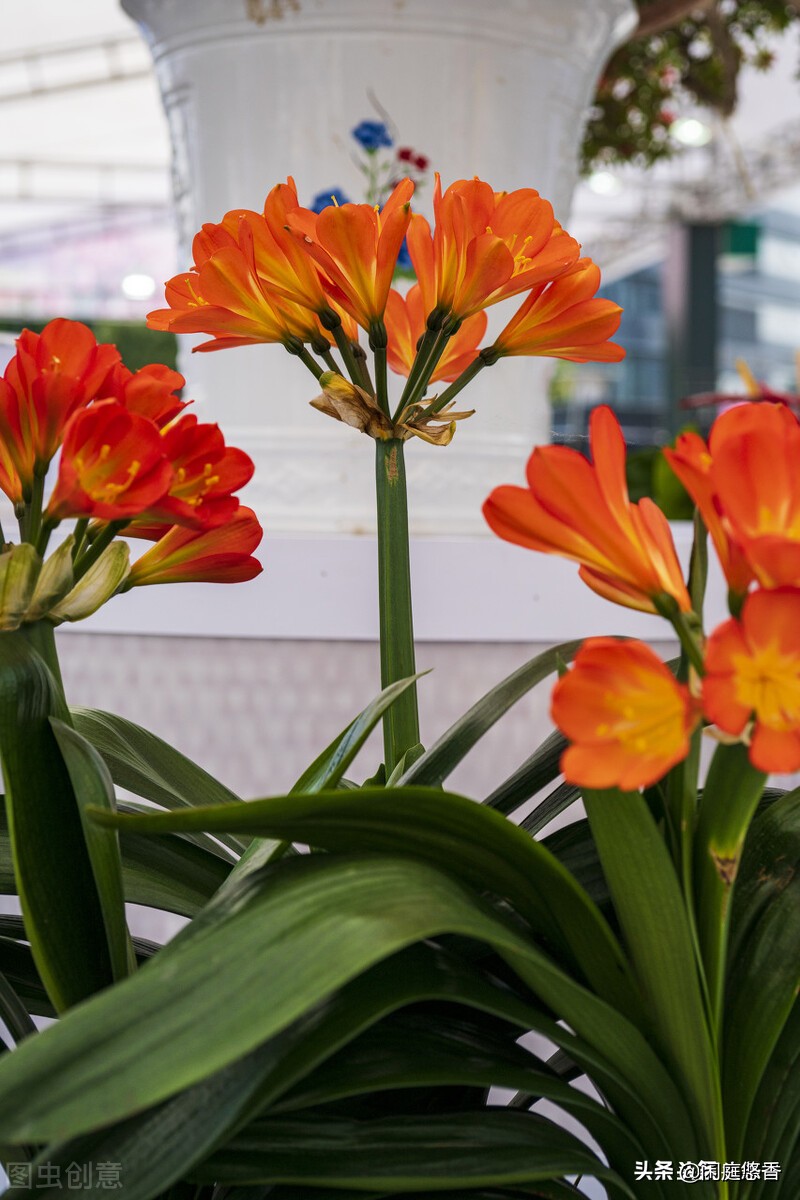 100种常种花卉养护秘籍,20种花卉浇水保养法