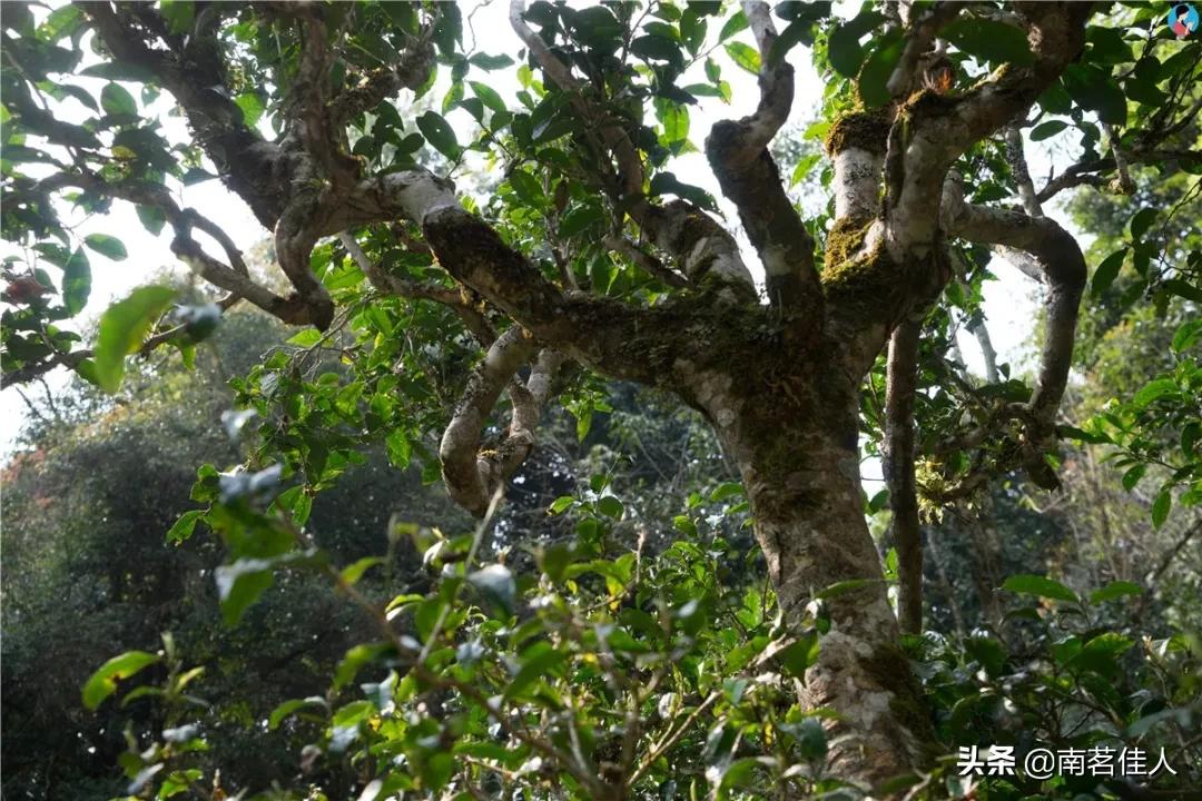 六年陈贡眉老白茶,特级陈香老白茶