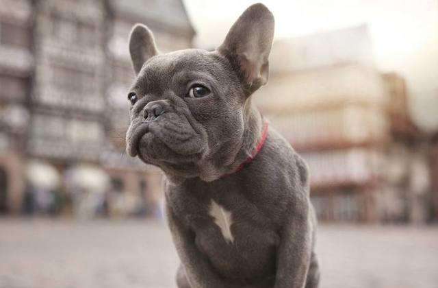 斗牛犬为什么这么多人养,斗牛犬好养吗一定要记住这些