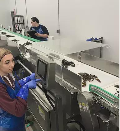 加拿大龙虾怎么处理,冷冻食品龙虾