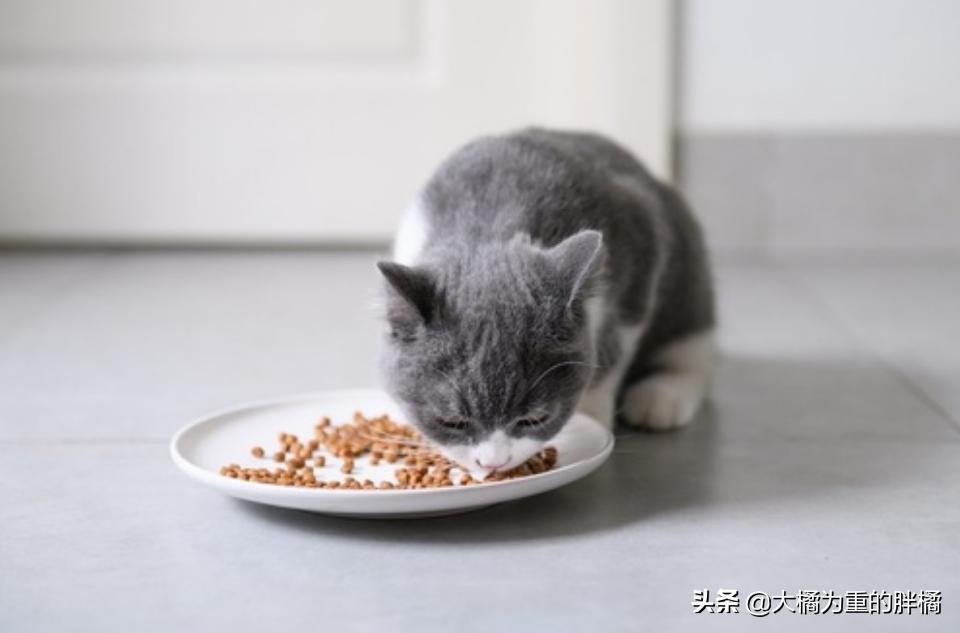 猫咪粪便异常的臭是怎么回事,看猫咪的便便来判断病情