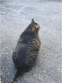 猫中最厉害的是橘猫吗,最胖的猫排名前十