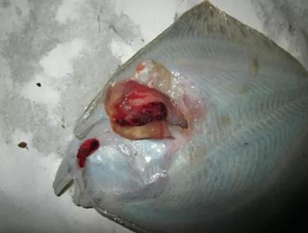 龙昌胆汁酸与幸福100靠谱吗,龙昌胆汁酸和幸福100