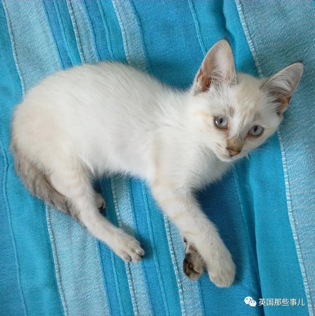 养暹罗等于养好几种猫,重庆暹罗猫变黑了还能白回来吗