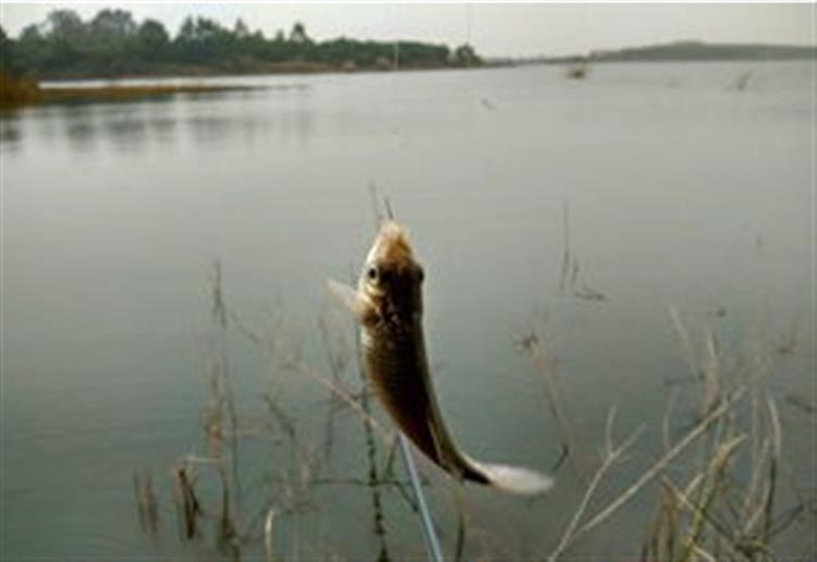 4月钓鲫，这2款窝料，助你上鱼事半功倍