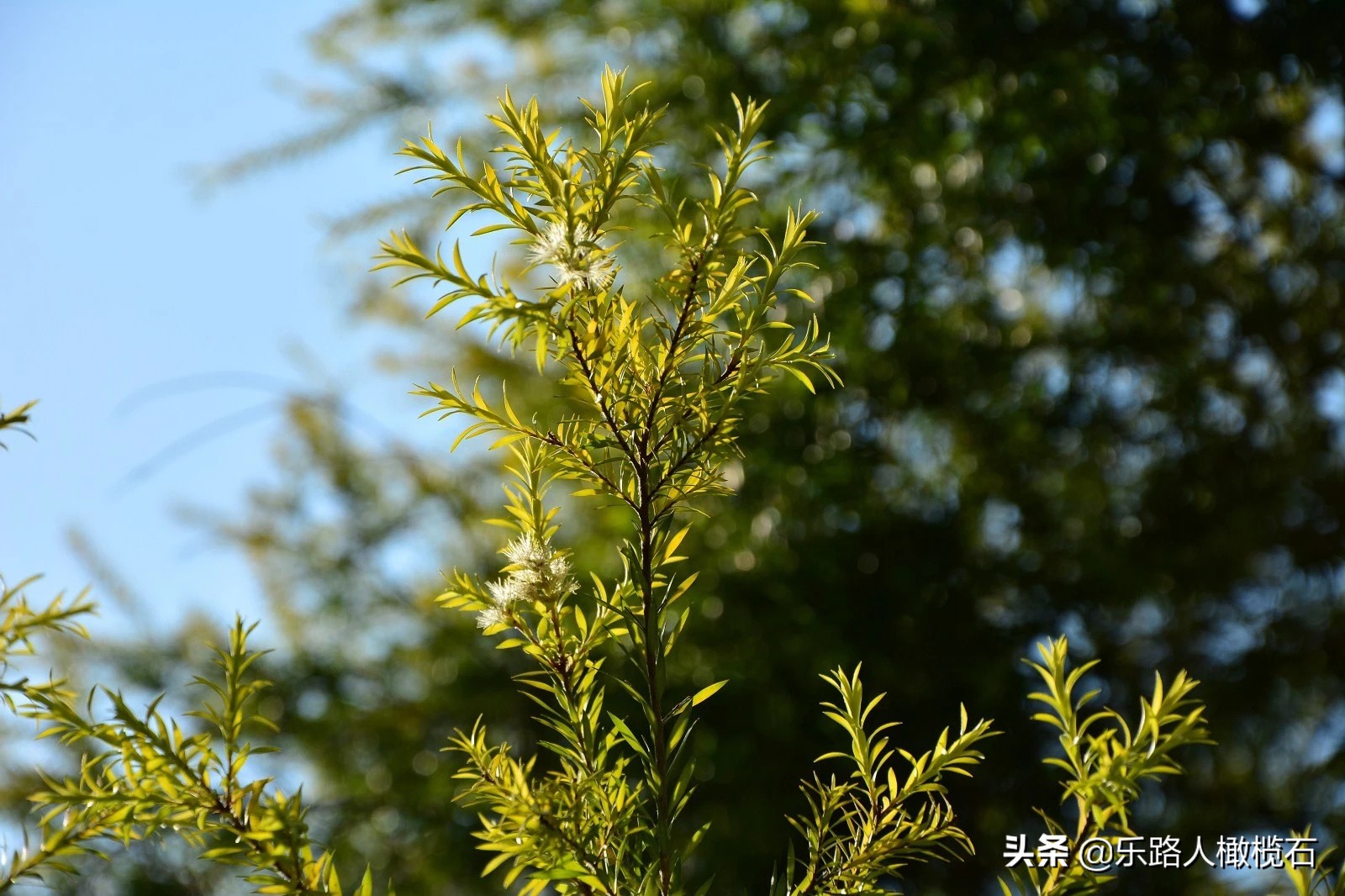 深圳园博园有什么好玩的,深圳园博园旅游指南