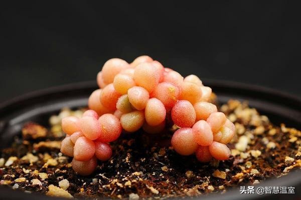 多肉植物的养花心得,多肉植物怎样养新手入门篇