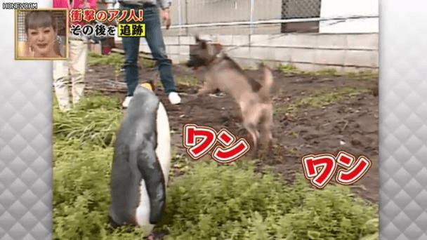 去世的企鹅复活,死去的企鹅