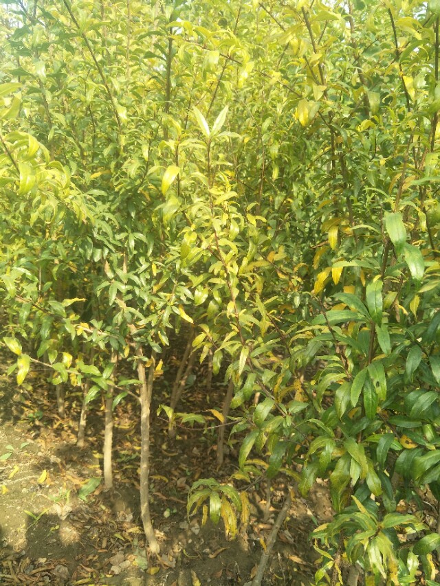 突尼斯软籽石榴哪个品种最好,突尼斯石榴与大红袍石榴区别