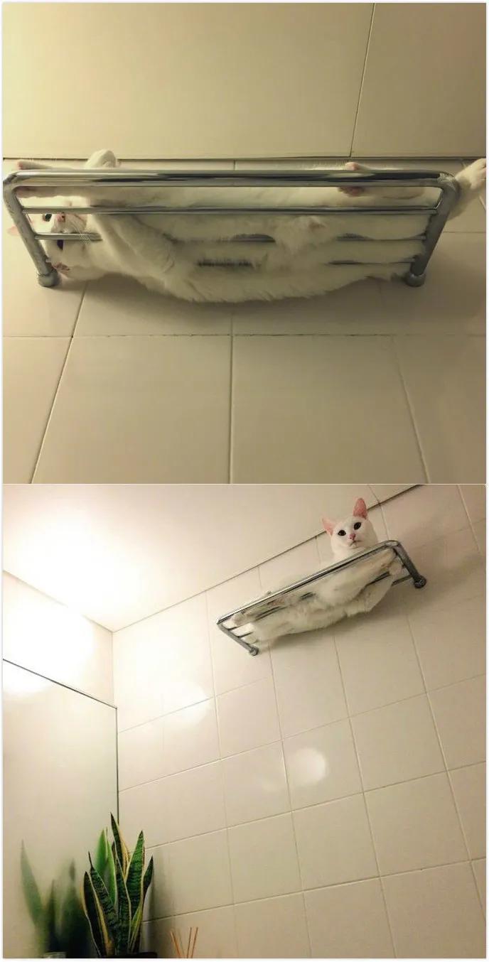 每日一趣：捡到陌生鸟的正确操作，网友评论可以说是总结很到位了