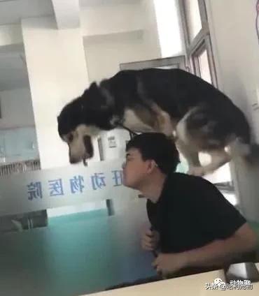 哈士奇太调皮被主人放狗咬,当哈士奇粘到了黏鼠板