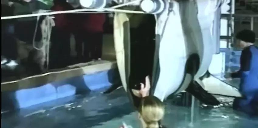 海洋馆的海洋动物表演,小孩子看的海洋动物视频