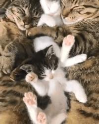 猫睡相太丑,因为猫样子丑所以被遗弃