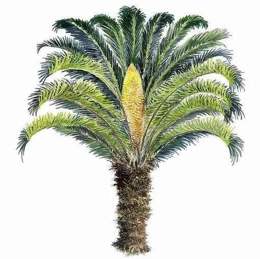 十种不同树叶的画法,五种不同树木的画法简单的