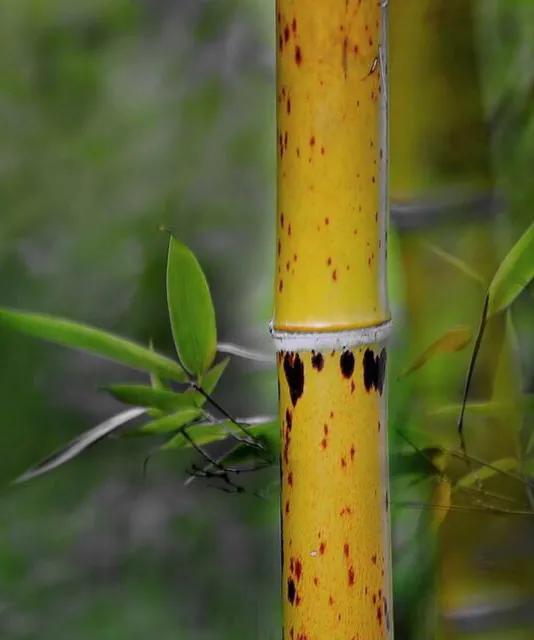 文人骚客的最爱,传说为二妃的血泪所化而成-斑竹