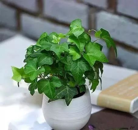 吸甲醛的植物花排名,吸收甲醛最佳的十种植物排行榜