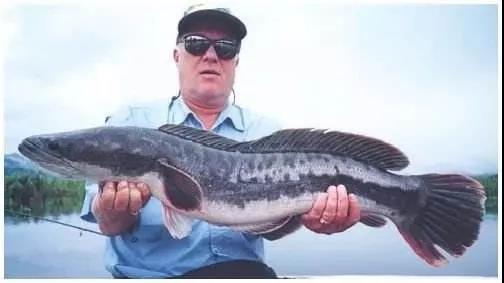 打黑要竿子好还是轮子好,打黑有必要用雷强竿吗