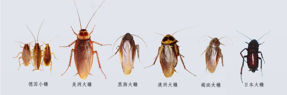 蟑螂为什么会很难被踩死,蟑螂为什么生命力那么顽强