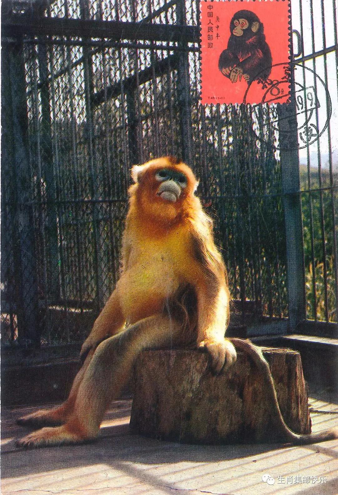 中国传统文化中生肖的寓意,中国传统文化之生肖文化图片2018