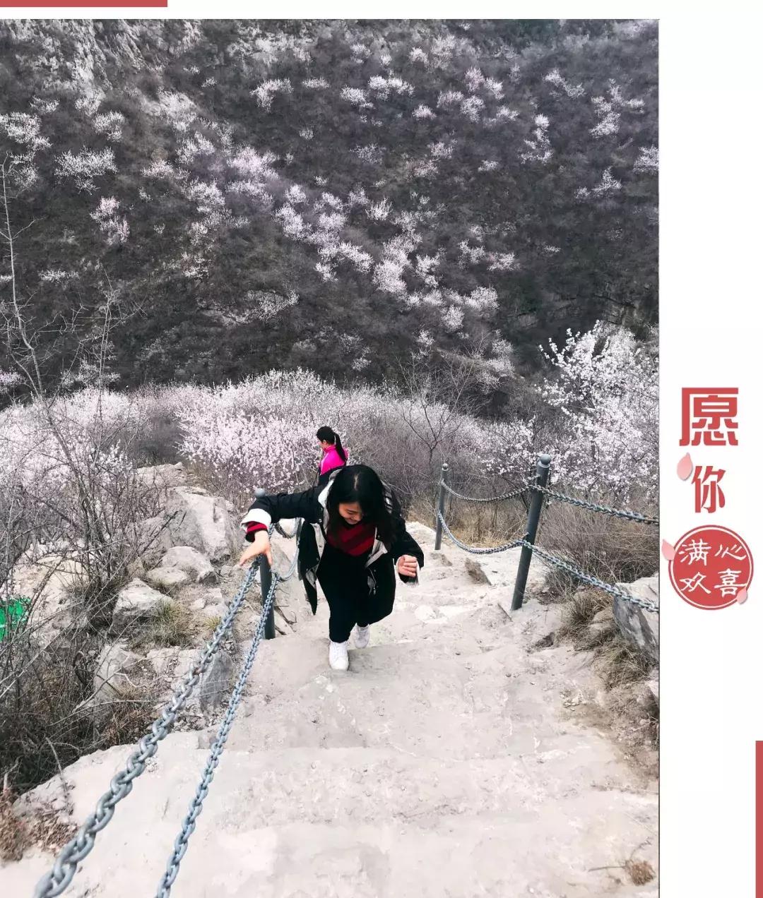 黄河桃花朵朵开,黄河大梯子崖上的风景