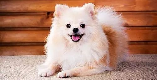 学会这几招在家给狗狗做体检,狗狗体检的方法