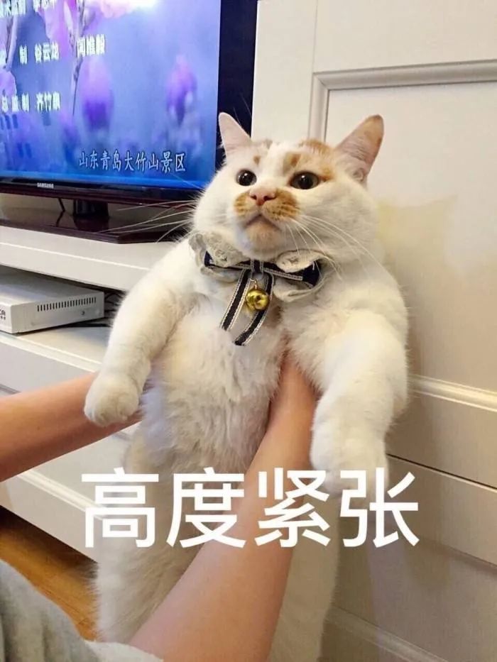 我们一起“拼猫”好不好?乖巧的时候归我,撒泼的时候归你