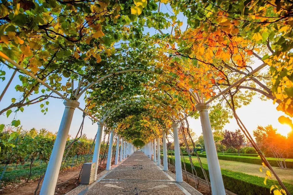 一路遐思入初冬，美好如约而至——张裕卡斯特酒庄