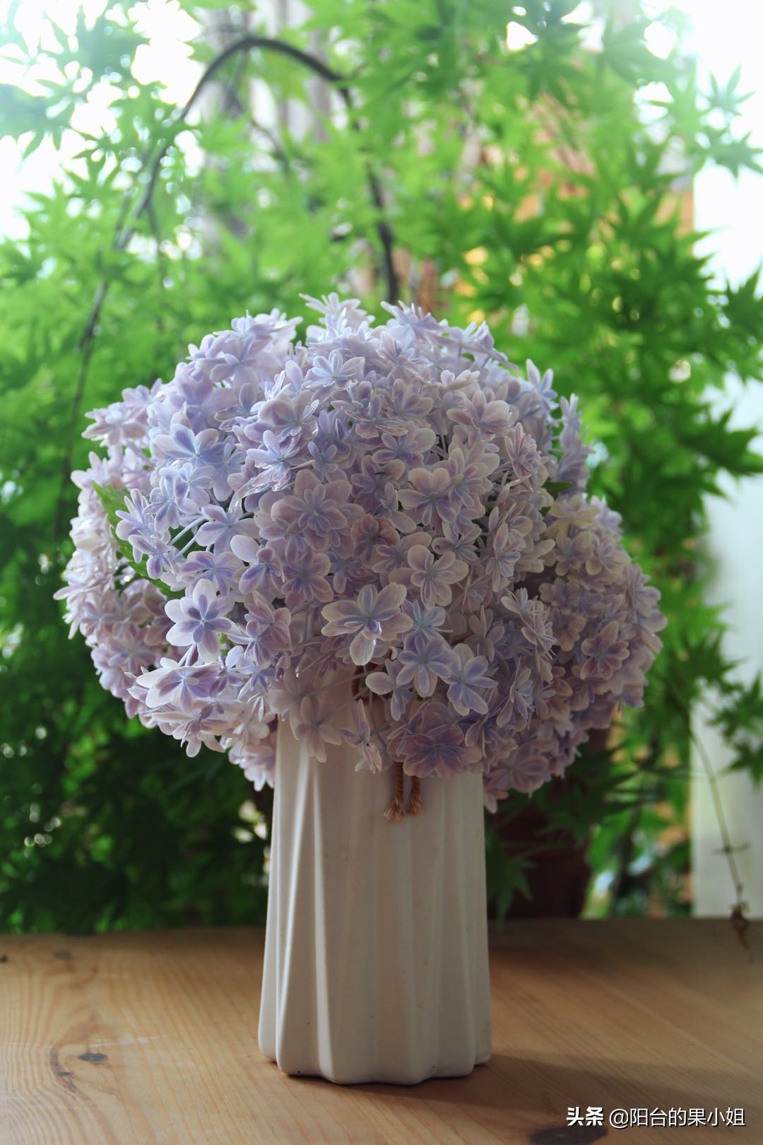 一年四季开花的绣球名字,6个颜色的绣球一起种