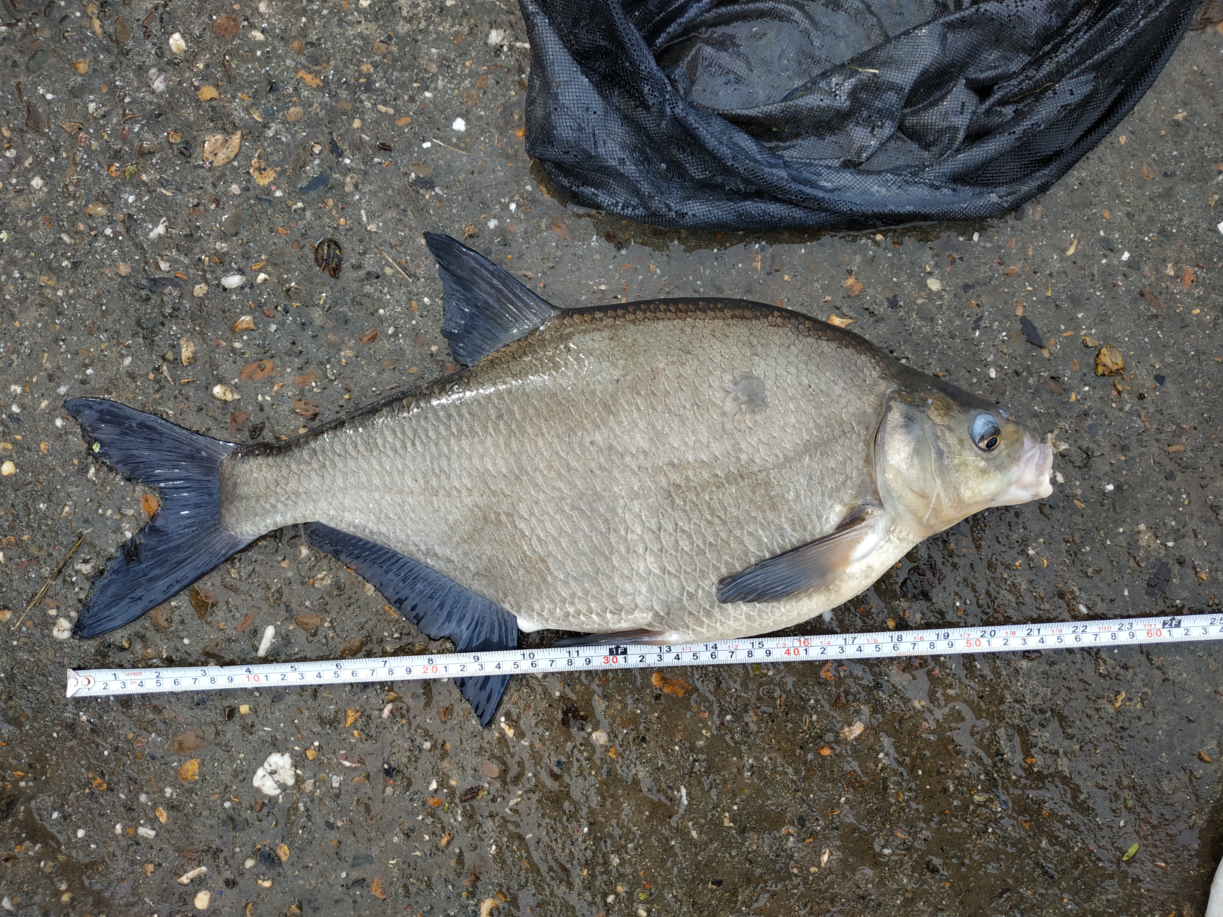 欧鳊如何钓,欧鳊怎么钓