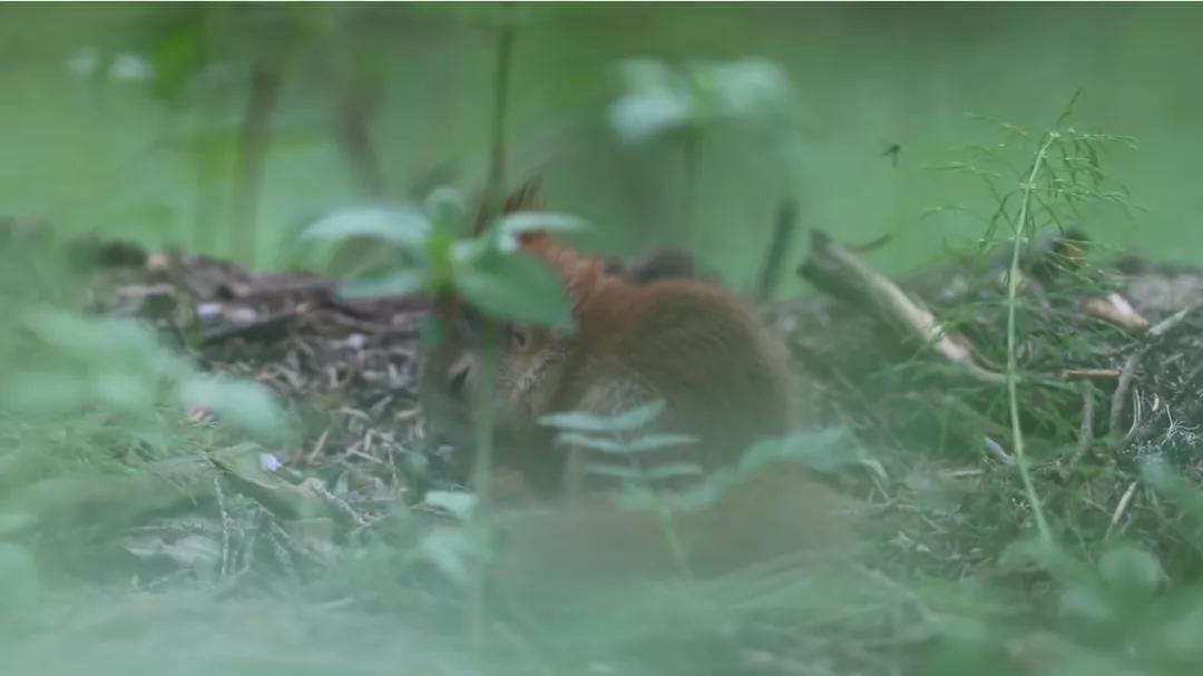 葬礼当天，她成为了四个孩子的“后妈”，网友：这是童话故事吧