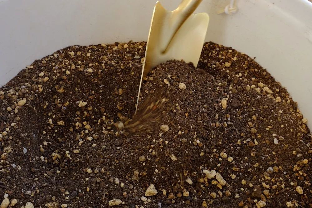 果树做盆景如何矮化,最适合做盆景的果树