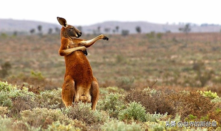 银背大猩猩和袋鼠拳击谁更厉害,银背大猩猩打架袋鼠vs老虎