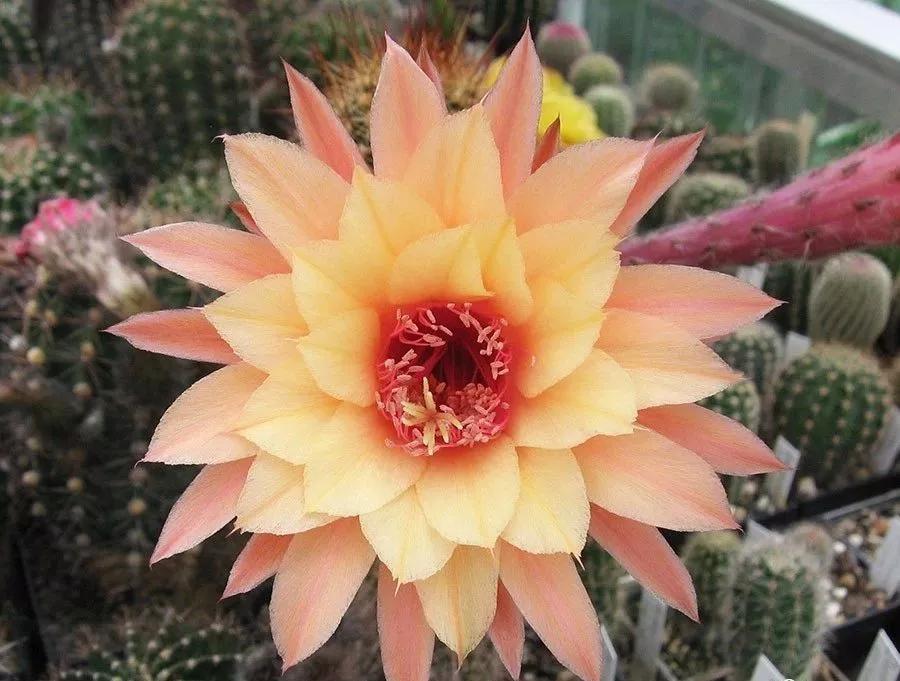 100种仙人球花图片,100种仙人球的品种视频