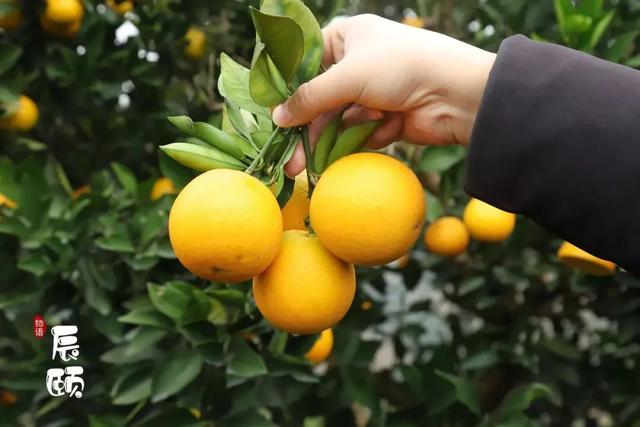 湖南麻阳苗族自治县冰糖橙之乡,麻阳苗族自治县冰糖橙果园