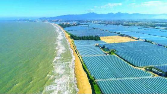 东北小伙在海南种甜瓜,东北小伙在海南种植甜瓜