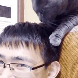 为什么猫咪喜欢舔你手,猫咪喜欢舔你并轻轻咬你