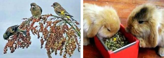 高粱全世界都有吗,各种高粱的认识