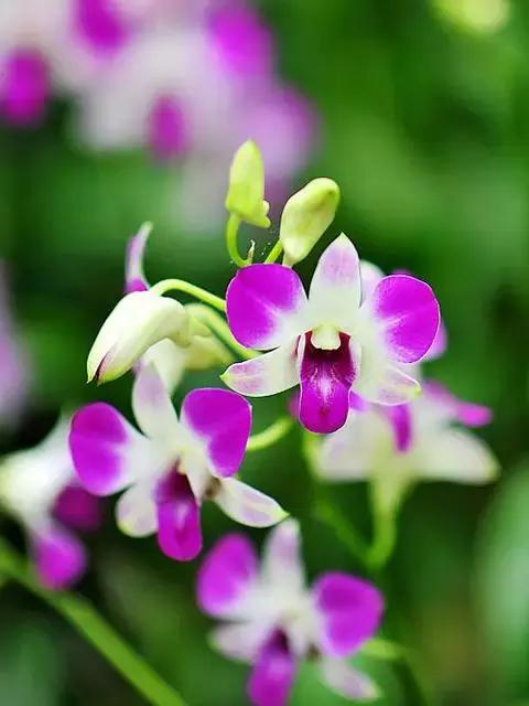 中国兰花名品介绍与欣赏,盆栽极品兰花喜迎新春