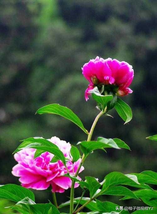 大智若愚的人生感悟句子,大智若愚的智慧名言